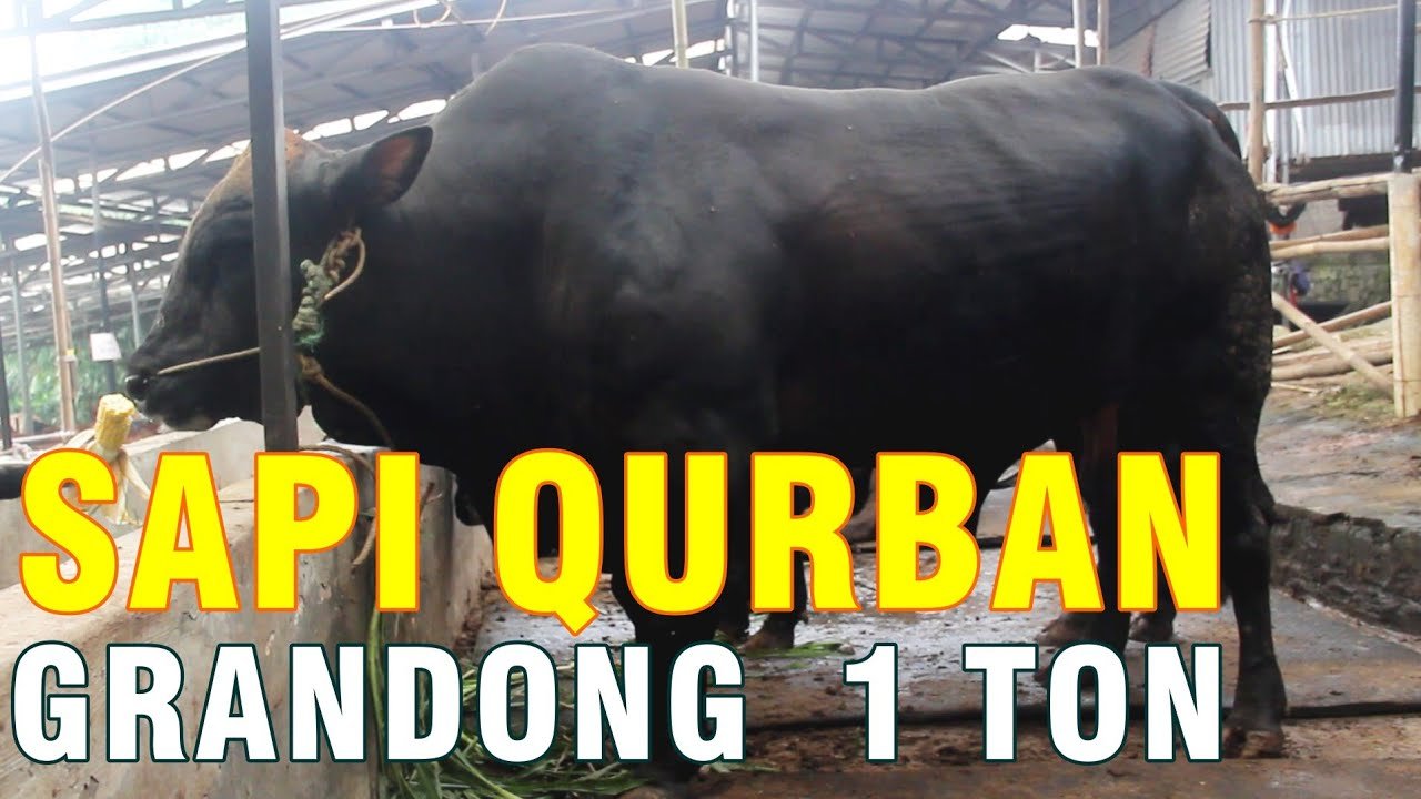 
                                 Paket-Super-Sapi-Brangus-Qurban-2022